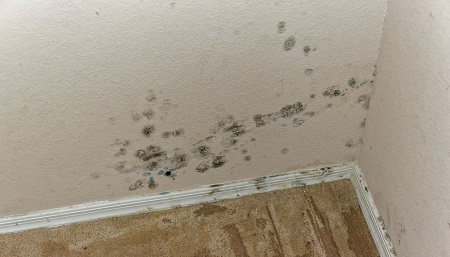 Evergreen State Mold Inspection