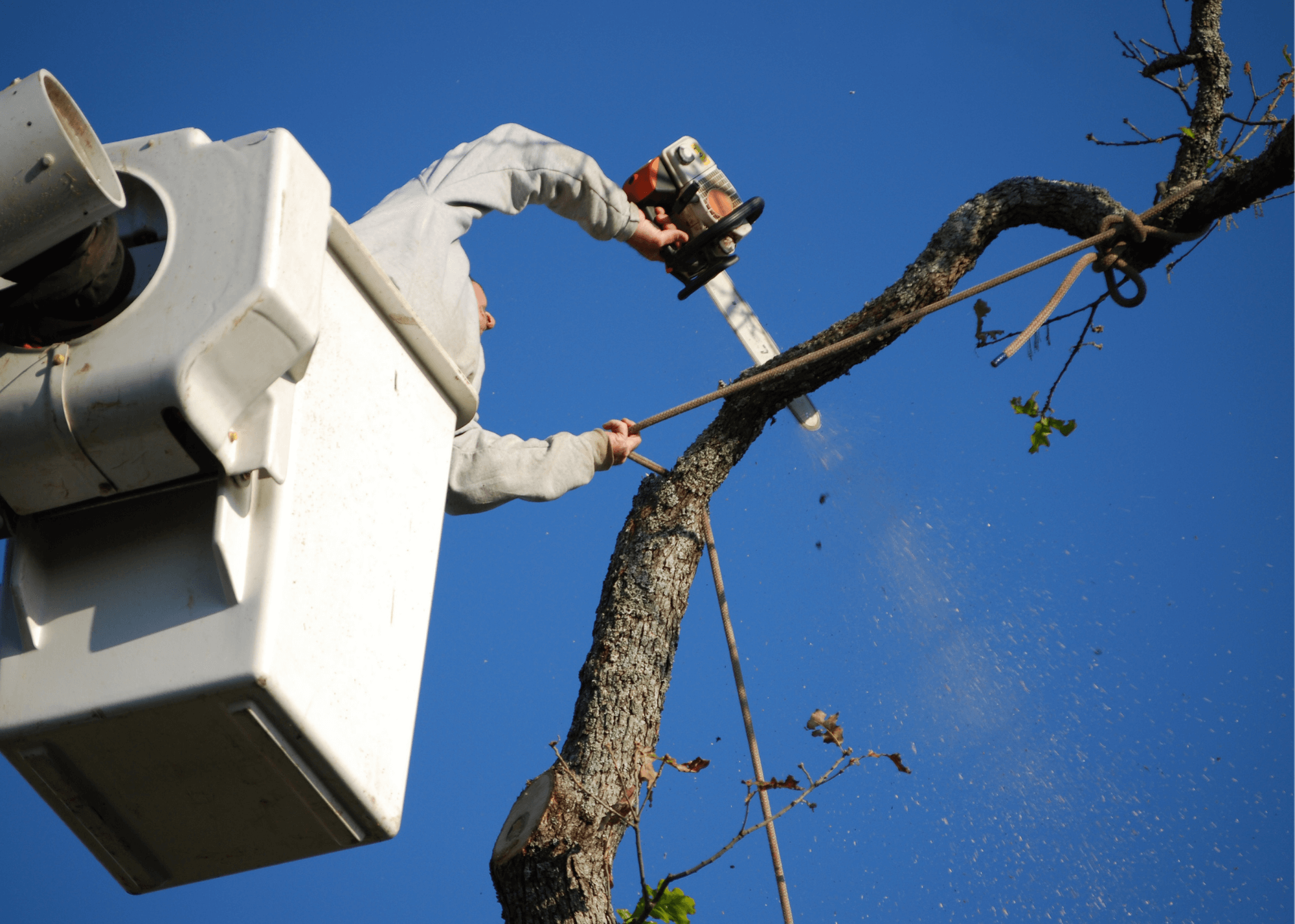 Sweet Tea City Tree Service