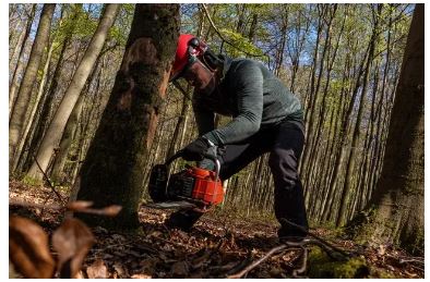 New Haven Tree Services