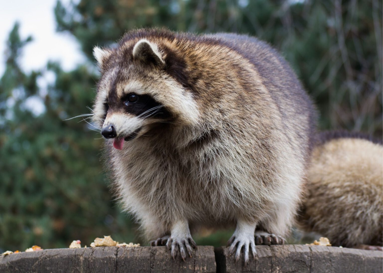 Miami Beach Wildlife Experts