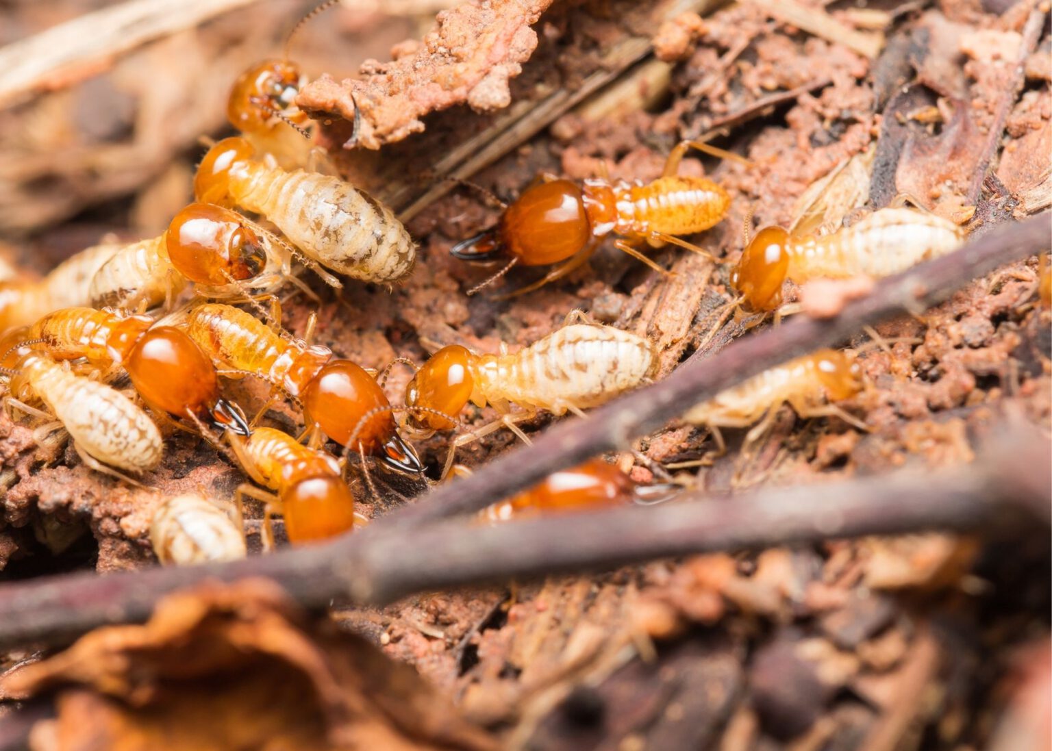 Quaker Graveyard Termite Removal Experts