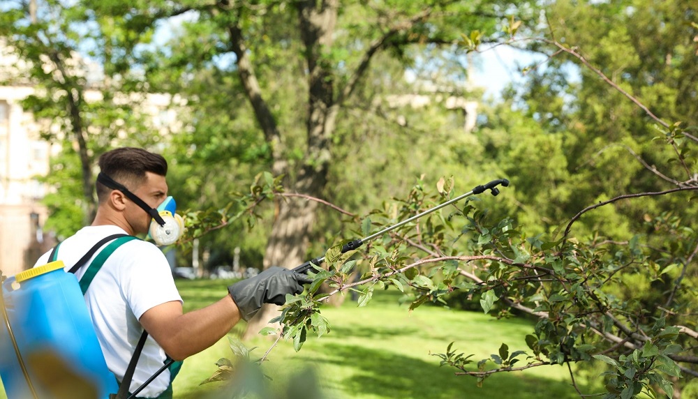 Horse Capital Tree Service