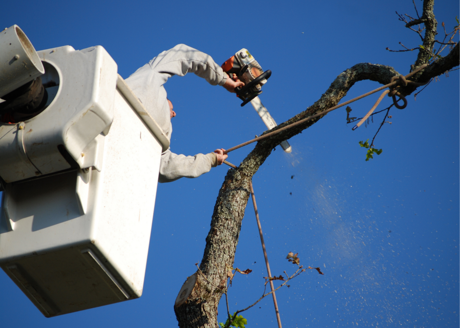 G-Vegas Tree Removal Co