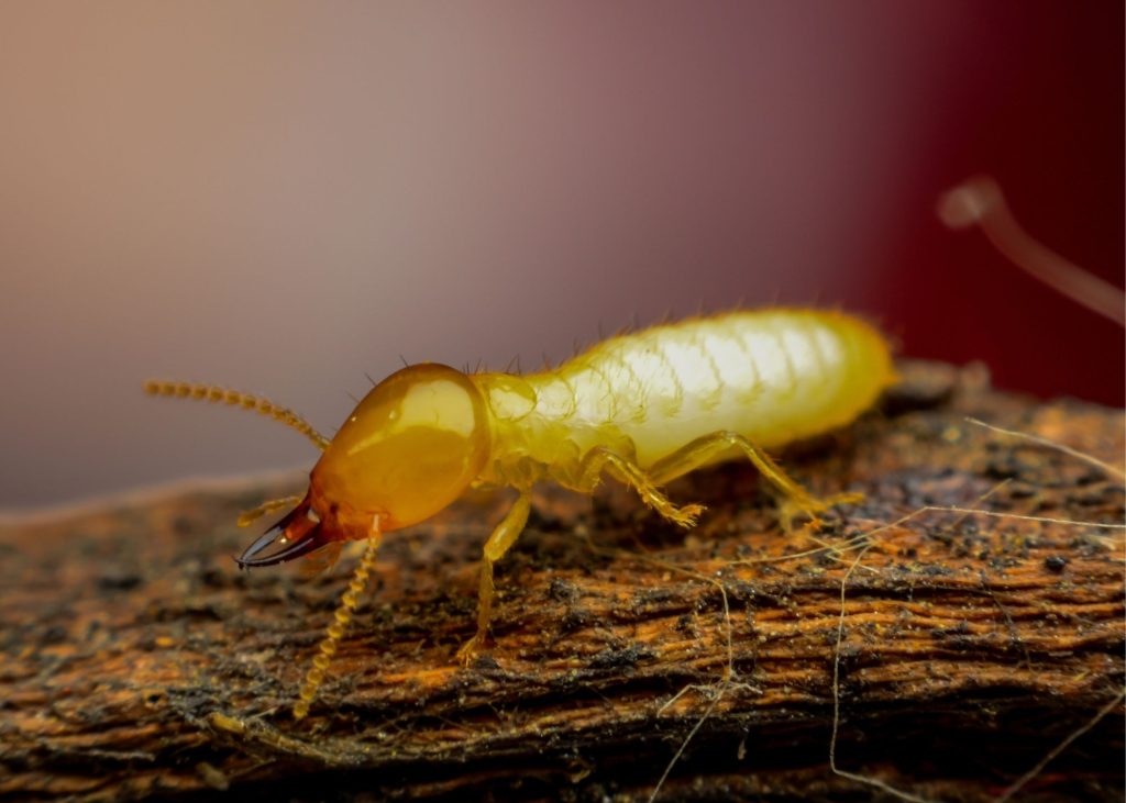 Blake Island Termite Removal Experts