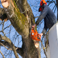 Heart of Georgia Tree Removal Solutions