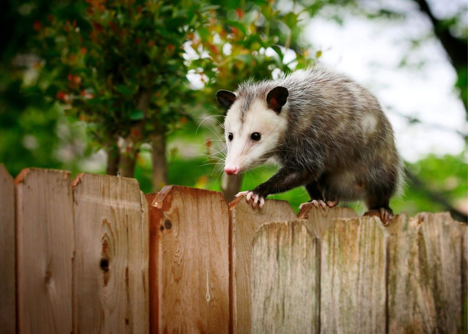 Weasel Wildlife Control Experts