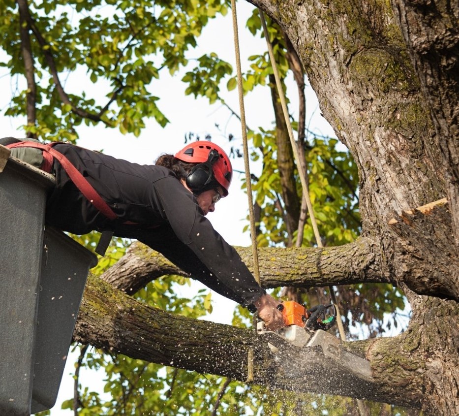 Lock City Tree Removal Solutions