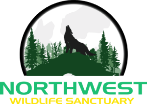 Northwestwildlifesanctuary