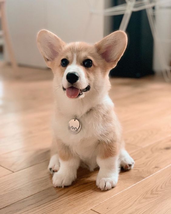 Corgi Puppies for sale