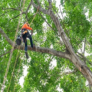 Quality Tree Service Temecula