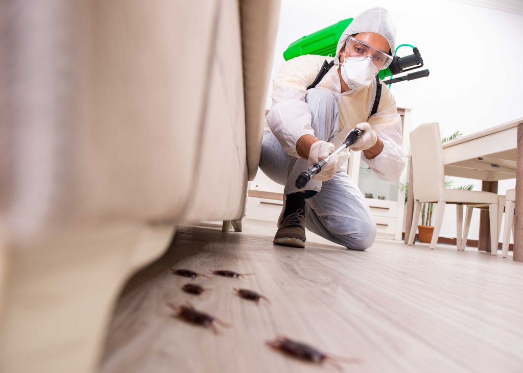 Little Chicago Termite Removal Experts