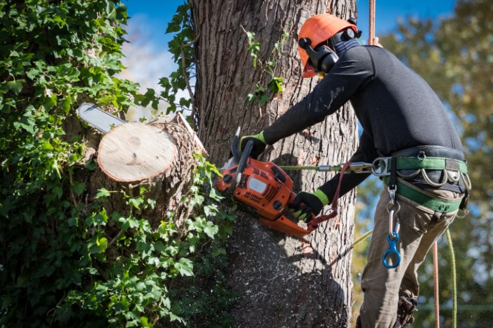 Parsippany Tree Services	