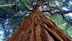 Woodland Greer Tree Care Contractors