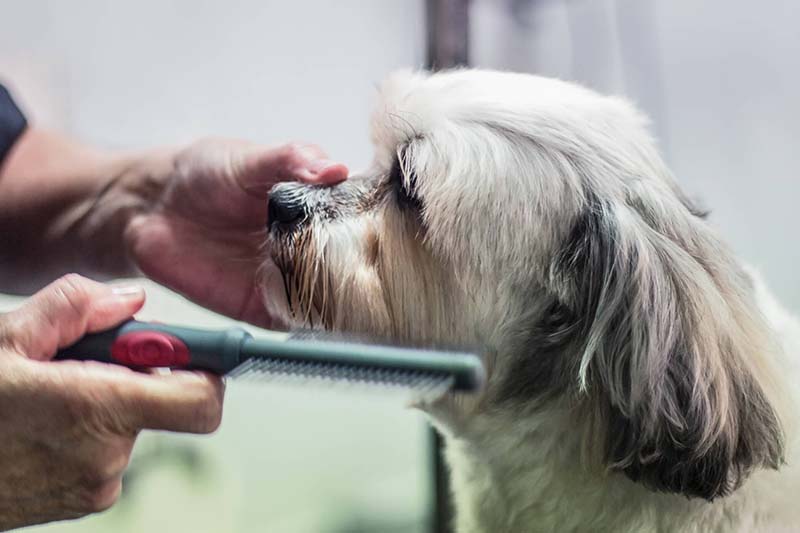 dog-grooming-birkdale-5