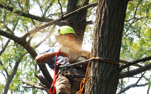 ArboristBallarat.com.au