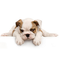 Pet Supplies Plus - Somersworth