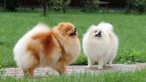 Kanha Pet Shop & Care