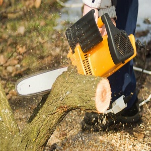 Melbourne East Tree Services