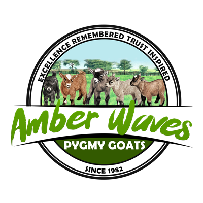 Amber Waves Pygmy Goats