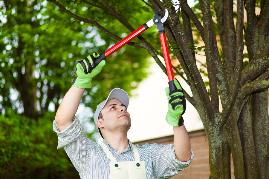 Top Tree Service Seattle