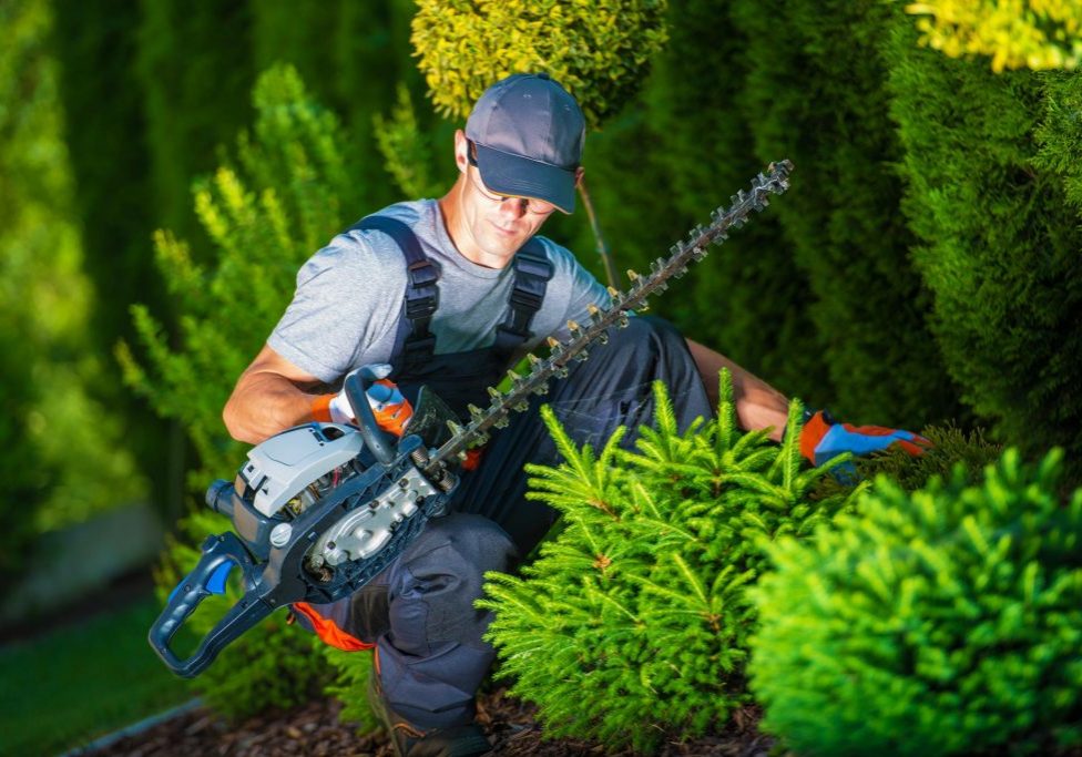 Top Tree Service Albuquerque