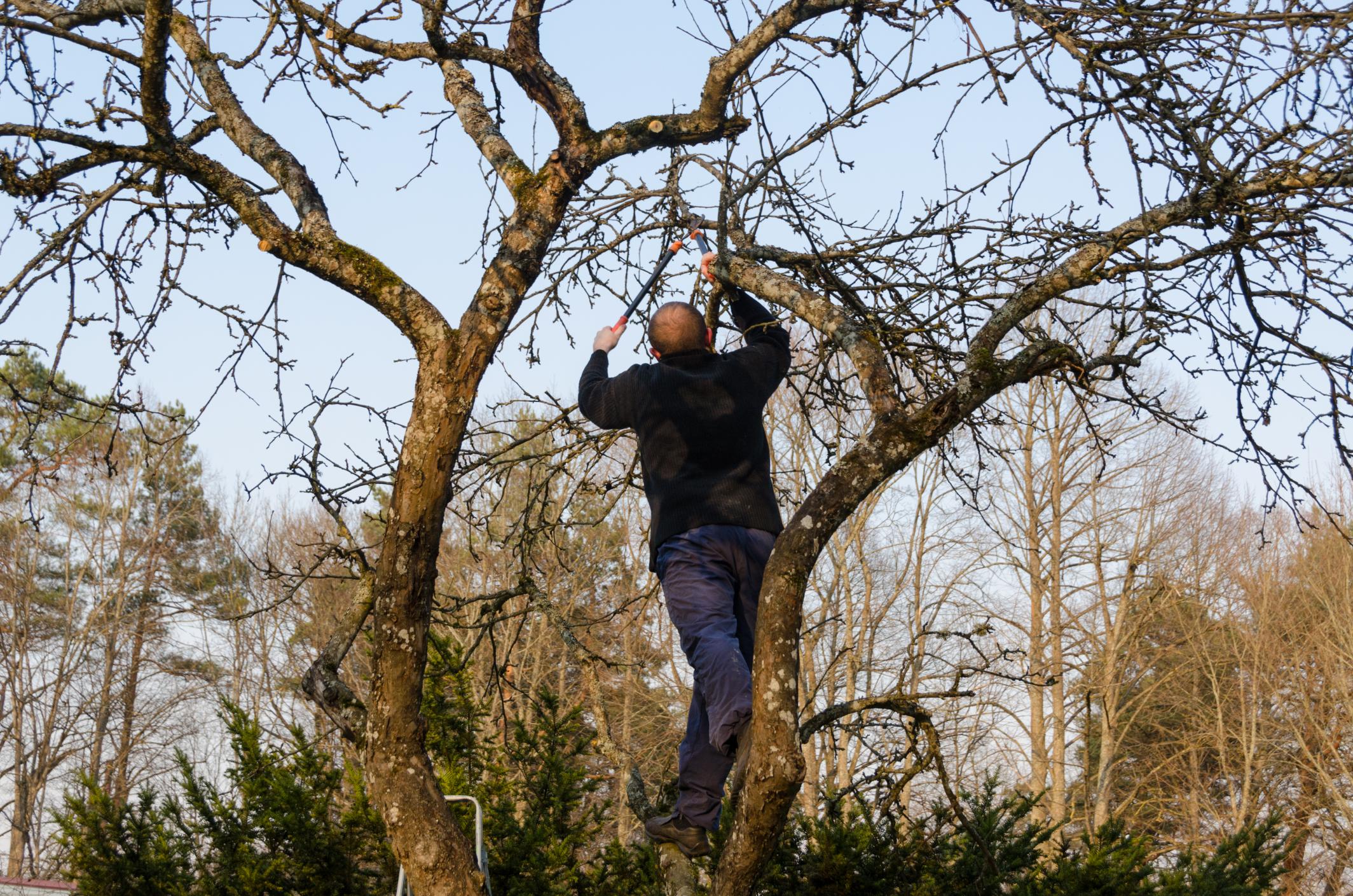 Top Tree Service Miami