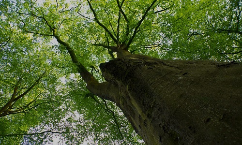 Charlotte Tree Removal