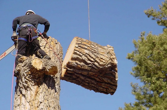 Livonia Tree Removal