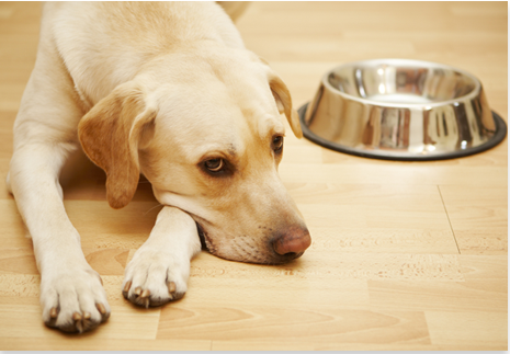 Frozen Chicken Wings For Dogs