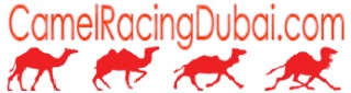 Dubai camel racing