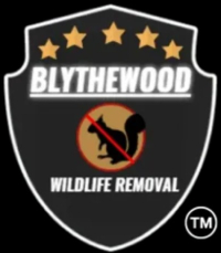 Blythewood Wildlife Removal
