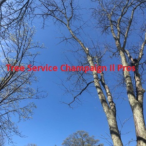 Tree Service Champaign Il Pros