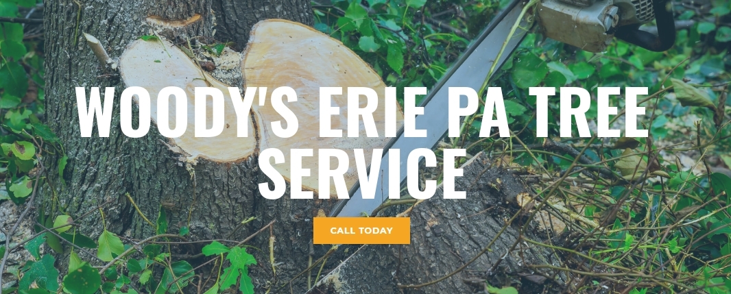 Woody's Erie Pa Tree Service