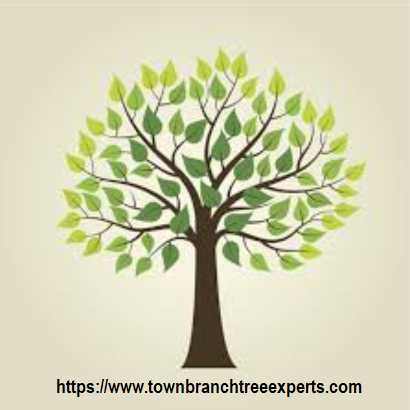 Town Branch Tree Expert