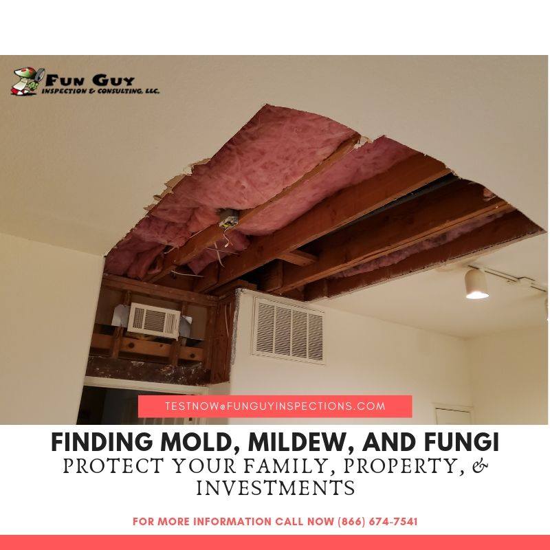 Best Mold Inspection Los Angeles