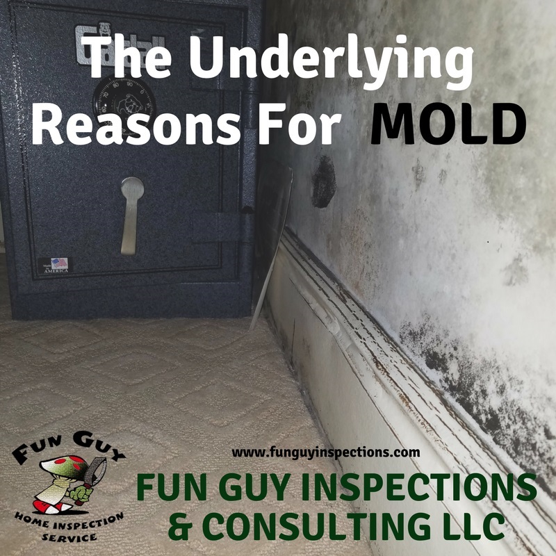 Mold Inspection Services Los Angeles