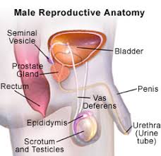 Azoospermia Treatment In Delhi