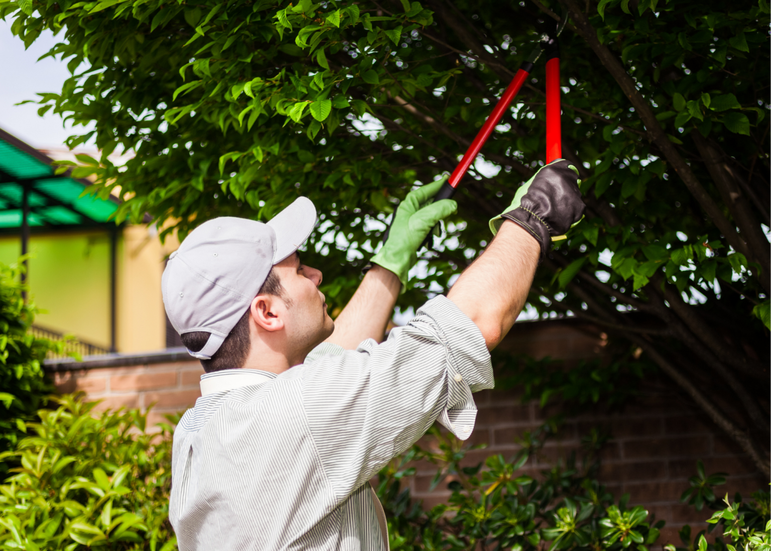 Medford Tree Service