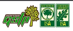 Roseville Tree Service Experts