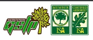 Roseville Tree Service Experts