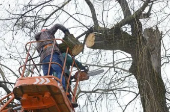 Tree Service Rochester