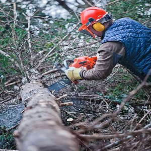 Pittsburgh Tree Service Experts