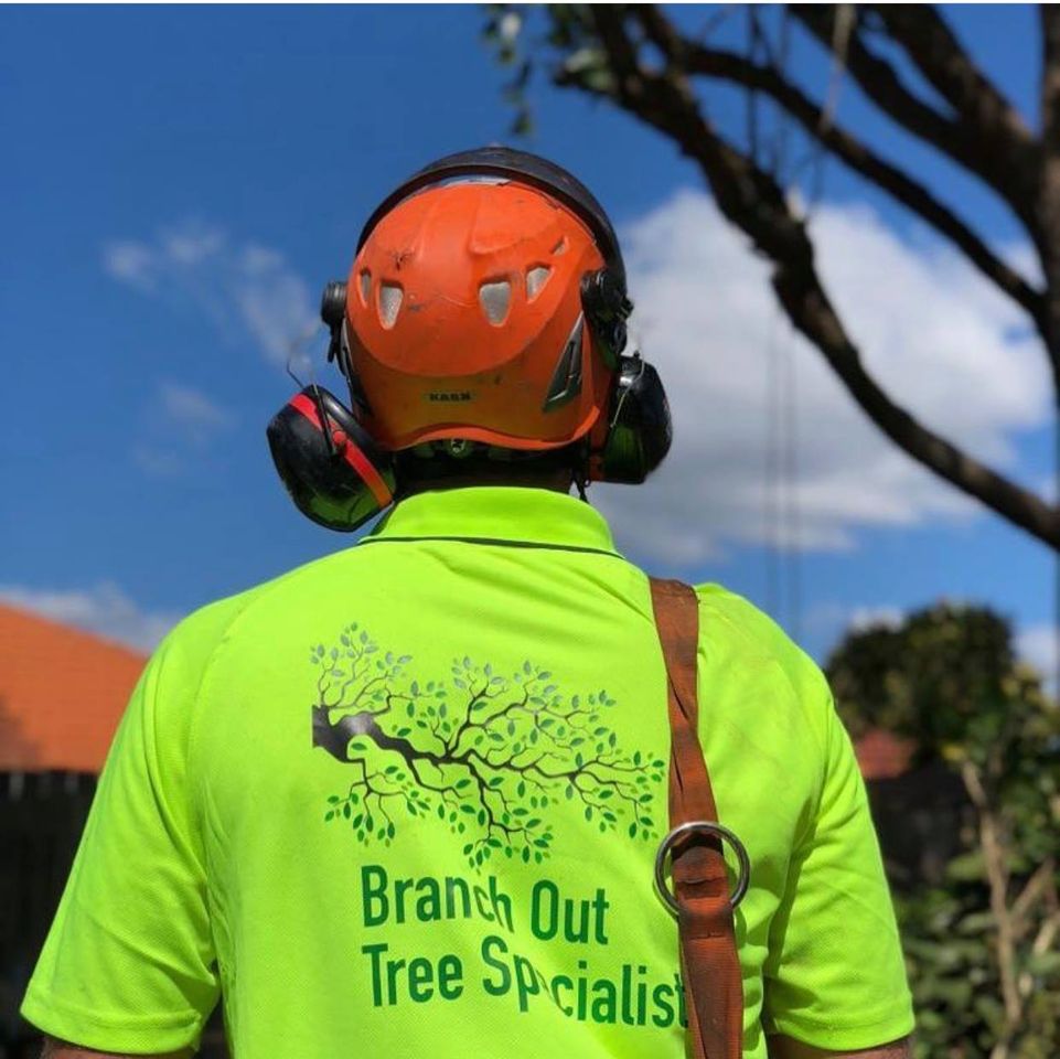 Tree Removal North Shore