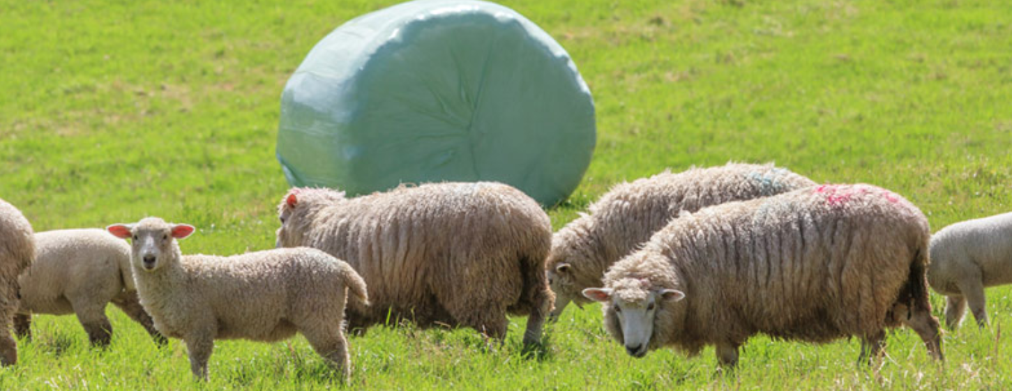 Silage Wrap