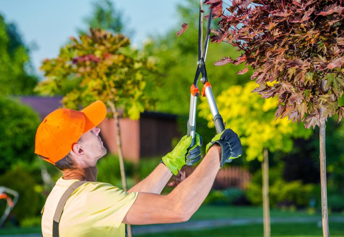 Peoria Pro Tree Service