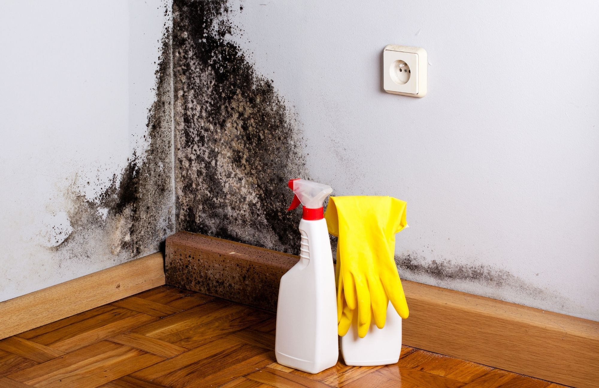 Mold Experts of Houston