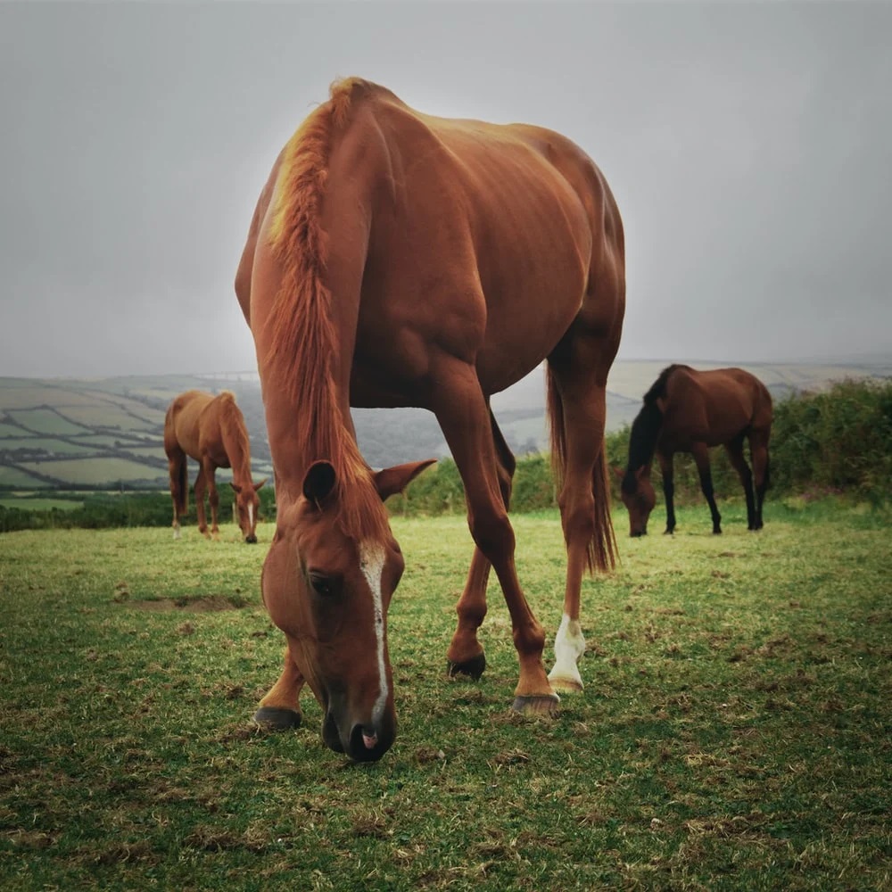 Pastures of Long Grove