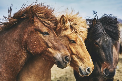 North Wind Stables Ltd.