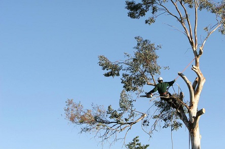 Whittier Tree Service Company