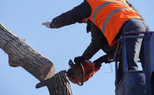 Tree Services of Fullerton